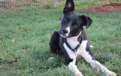 „Django“ Bordercollie Mix