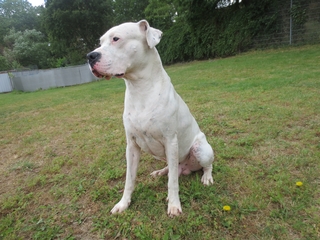 „Krümel“ Dogo Argentino