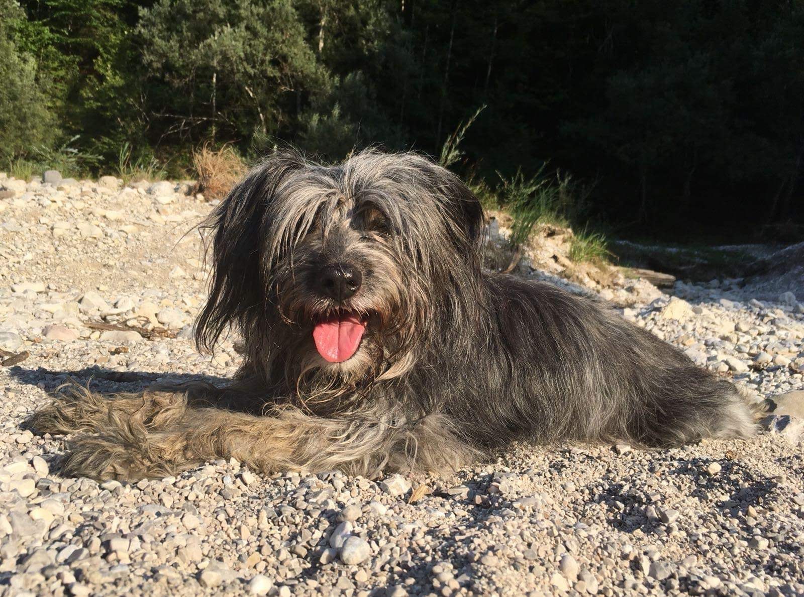 Notfallhunde "Kira" & "Dispo" » Tierheim Derenburg / Blankenburg und