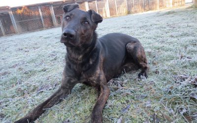 „Ayka“ Schäferhund – Shar – Pei Mix