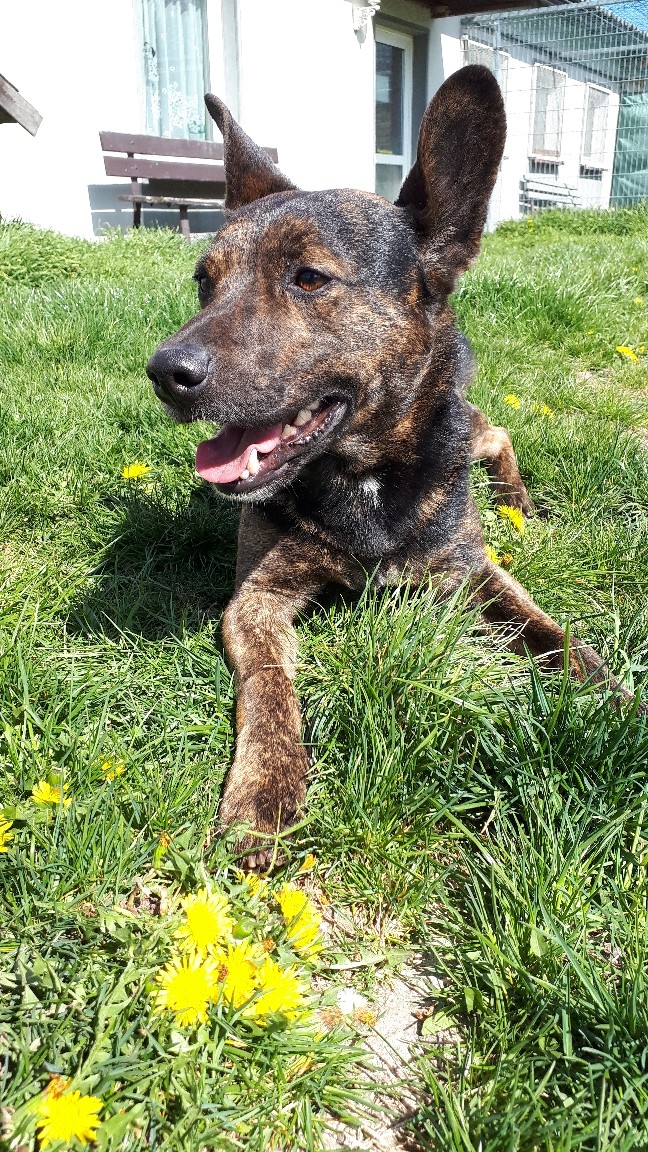 "Sammy"m » Tierheim Derenburg / Blankenburg und Umgebung e.V.