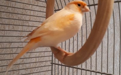 Kanarienvogel