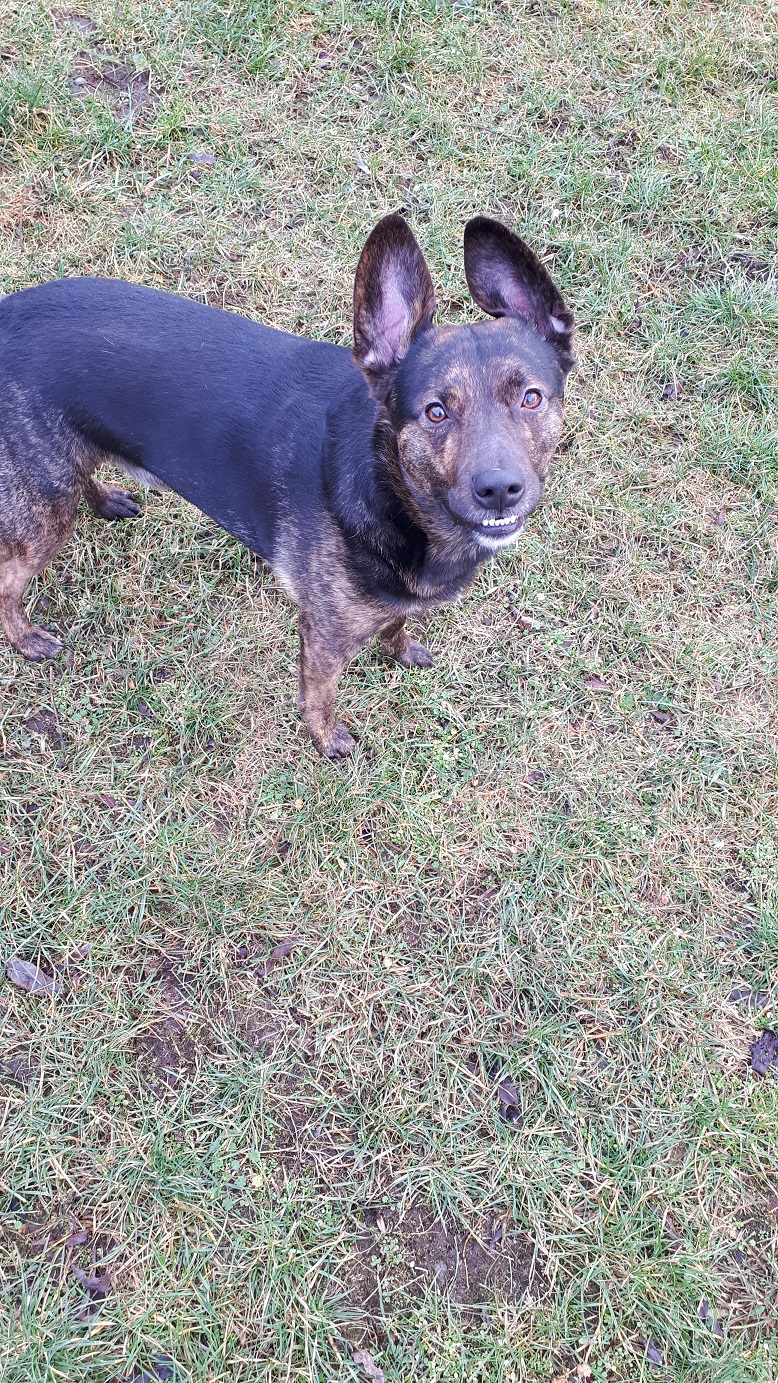 "Sammy"m Tierheim Derenburg / Blankenburg und Umgebung e.V.