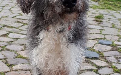 „Olli“ Terrier Mischling