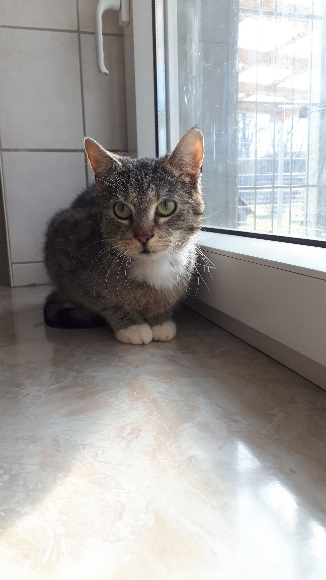 "Felix" » Tierheim Derenburg / Blankenburg und Umgebung e.V.
