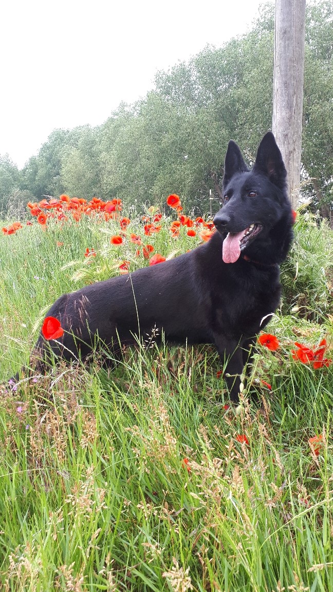 "Luna" Schäferhund Tierheim Derenburg / Blankenburg und Umgebung e.V.