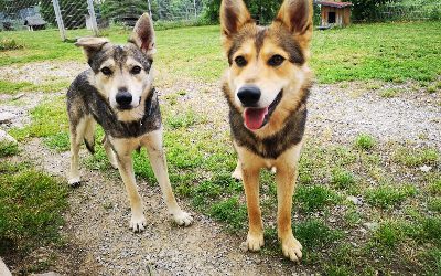 „Freddy & Finn“ Wolfhund Mixe