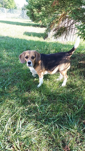 Beagle Lady 4