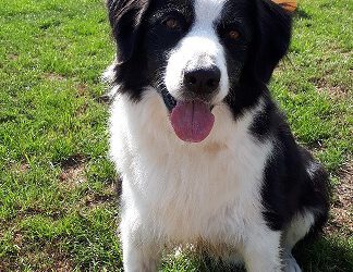 „Bruno“ Bordercollie Mix