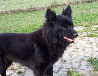 „Jette“ Hütehund Mix