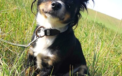 „Moppi“ Chihuahua – Yorkshire Mix