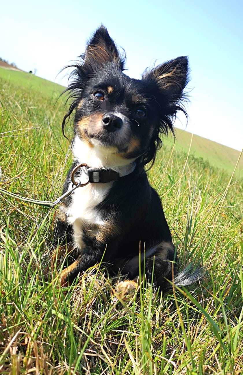 "Moppi" Chihuahua Yorkshire Mix Tierheim Derenburg / Blankenburg