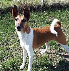 „Nelly“ Foxterrier Mix