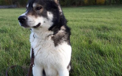 „Balou“ Husky Mix