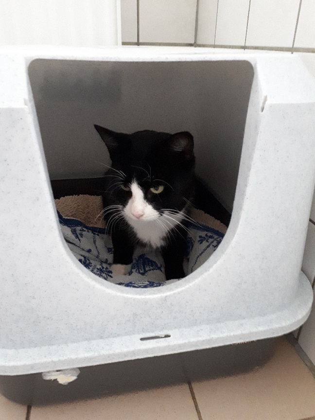Kater "Jakob" 2 Kater Jakob 1