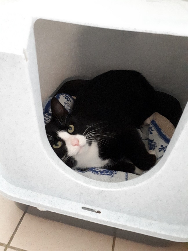 Kater "Jakob" 1 Kater Jakob 2