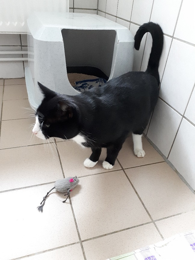 Kater "Jakob" 3 Kater Jakob 3