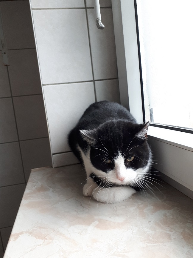 Jungkatzen 4 Katze Q 1