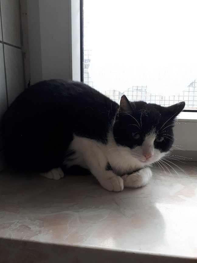 Jungkatzen 3 Katze Q 2