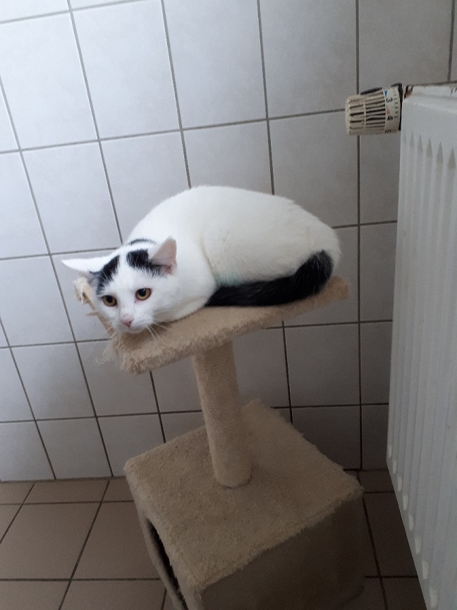 Jungkatzen 2 Katze q2 1