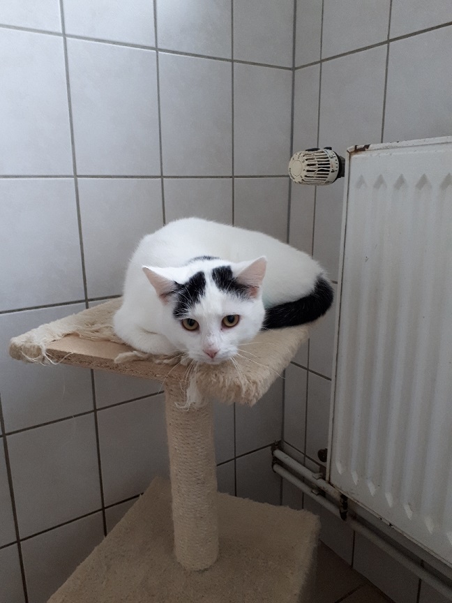Jungkatzen 1 Katze q2 2