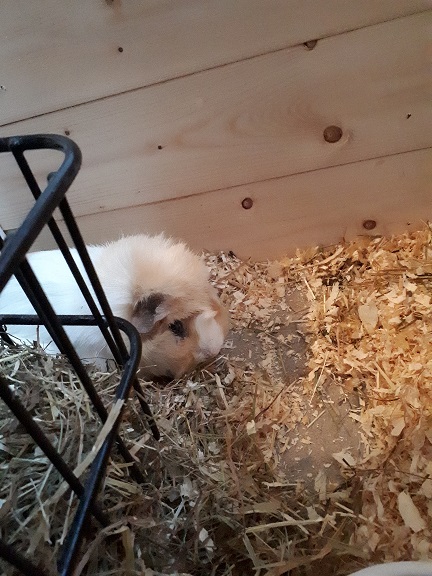 Meerschweine 5