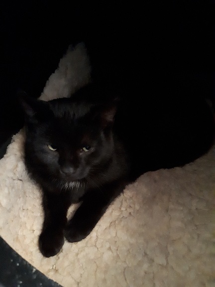 Katze "Nuri" 1 Nuri 1