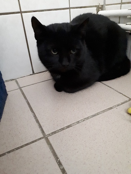 Katze "Nuri" 2 Nuri 2