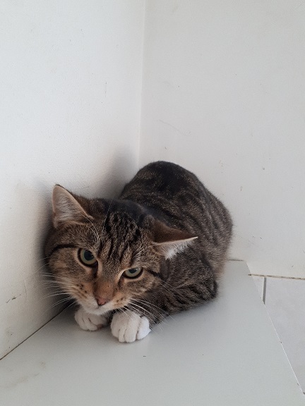 Kater "Paulchen" 1 Paulchen 1