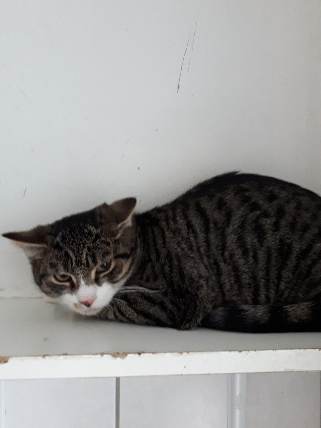 Kater "Romeo" 1 Romeo 1