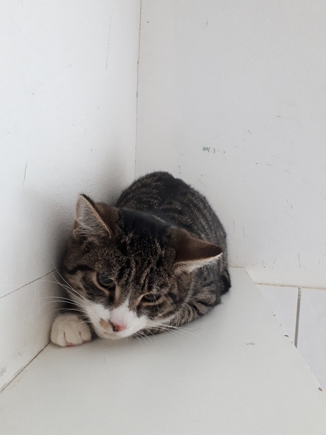 Kater "Romeo" 2 Romeo 2