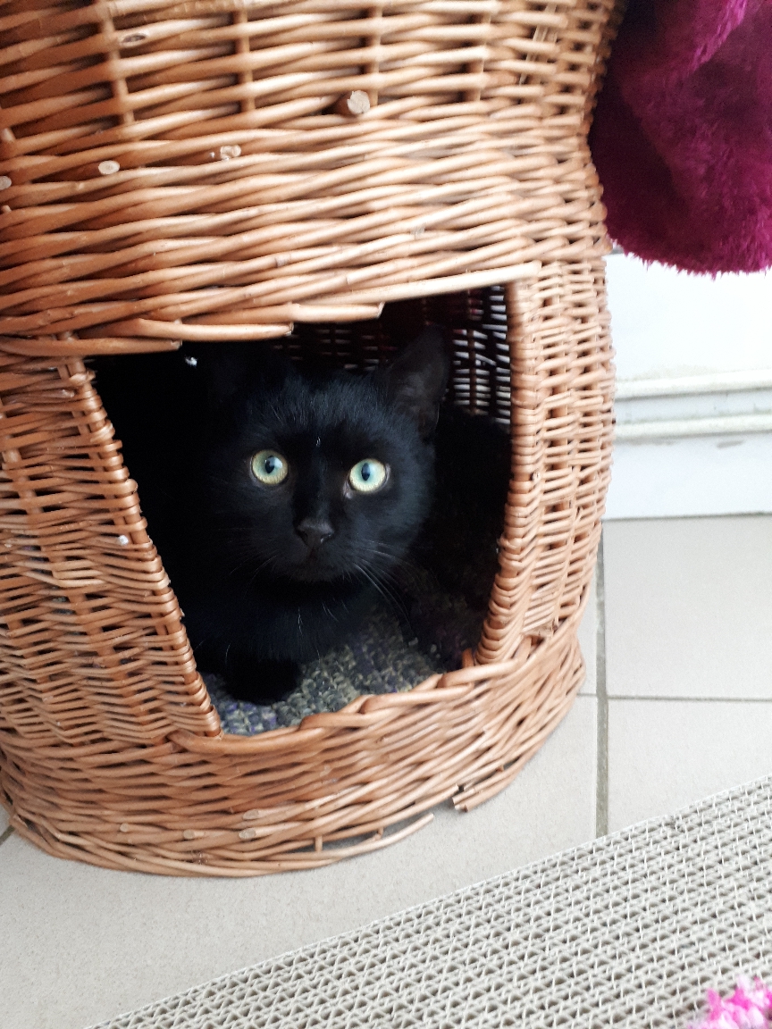 Kater "Olli" Tierheim Derenburg / Blankenburg und Umgebung e.V.