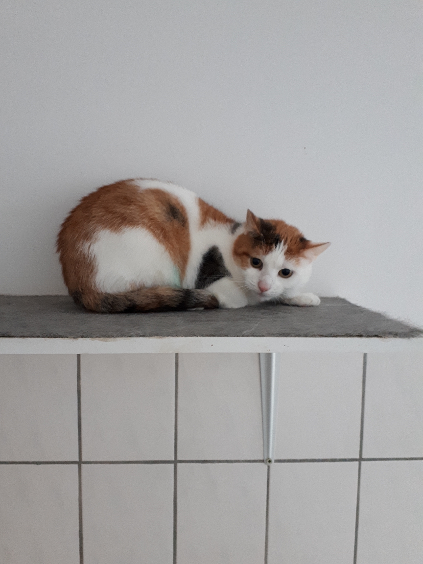 "Romy" & "Rosa" Tierheim Derenburg / Blankenburg und Umgebung e.V.