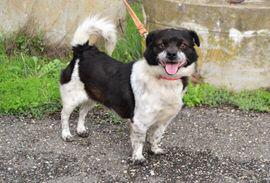 "Panda" Mischling 5 Panda 3