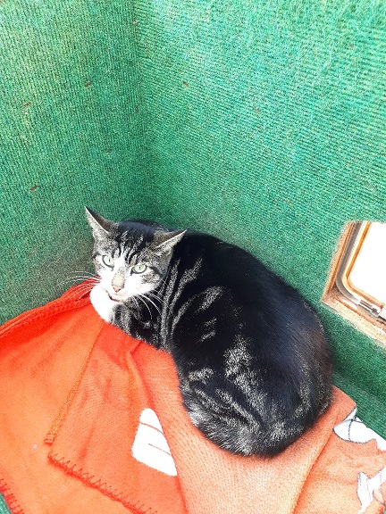 Kater "Pauli" 1 Pauli 1