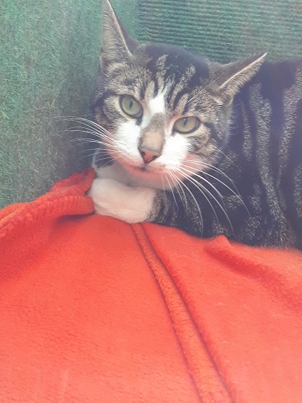 Kater "Pauli" 3 Pauli 3