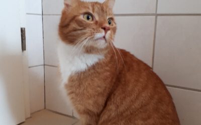 Kater „Chilli“