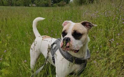 „Django“ Bulldoggen Mix