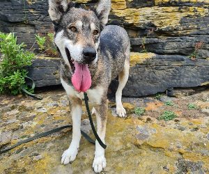 „Sina“ Husky – Schäferhund Mix