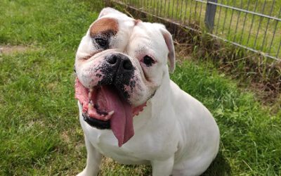 „Boomer“ Englisch Bulldoggen Mix