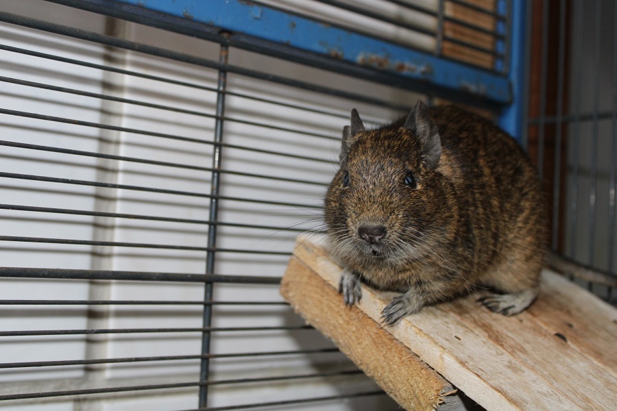 Degu 1