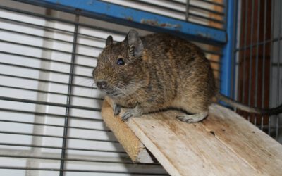 Degu