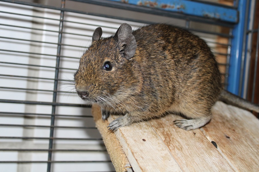 Degu 3