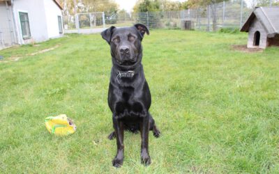 „Sam“ Labrador Mix