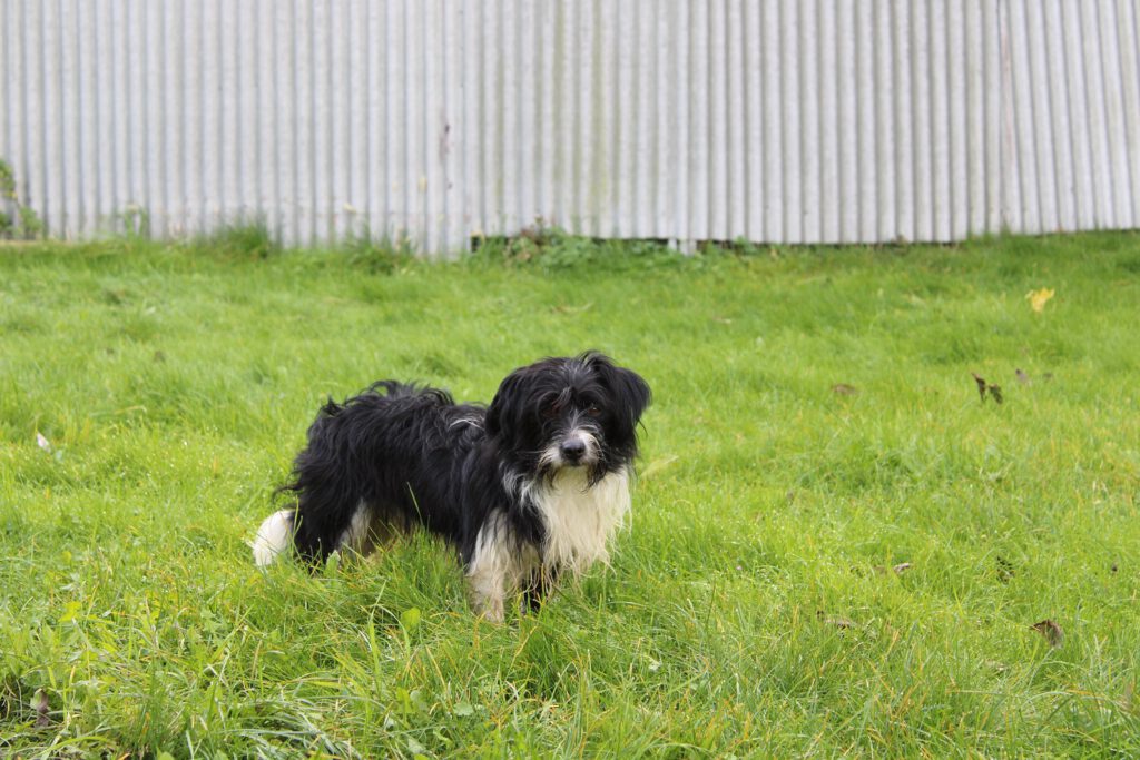 "Tobi" Dackel Terrier Mix 3 Tobi Dackel Mix 1