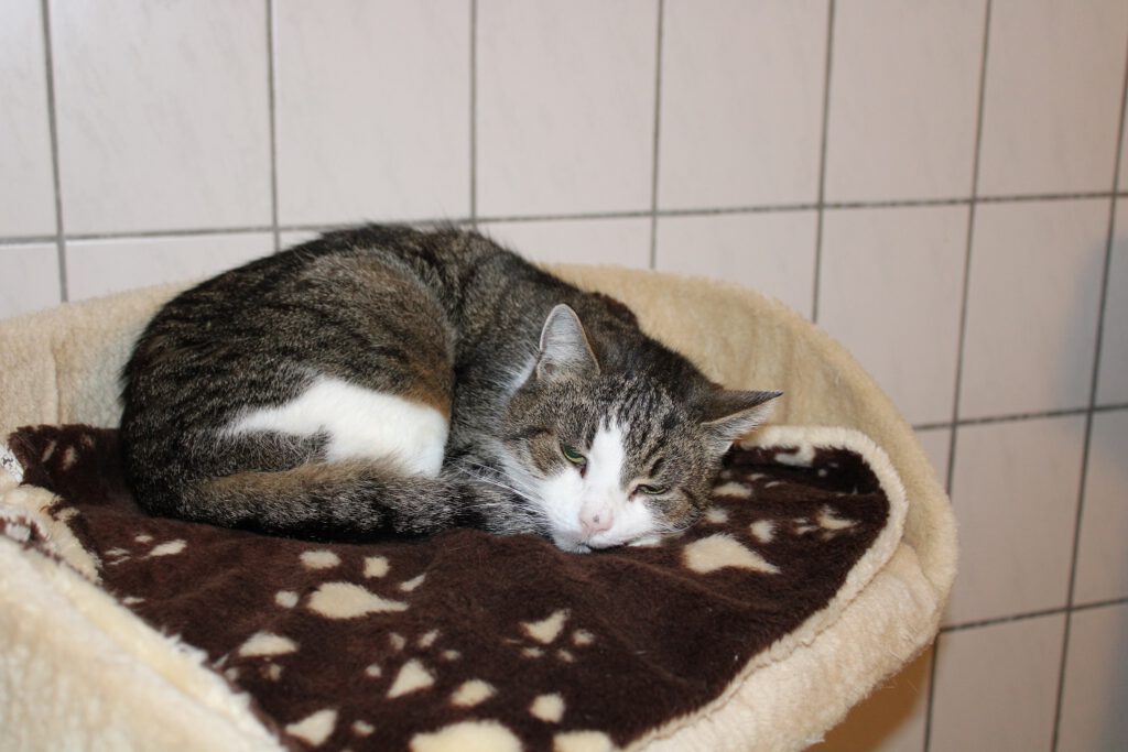Katze "Püppi" 1 Pueppi 1