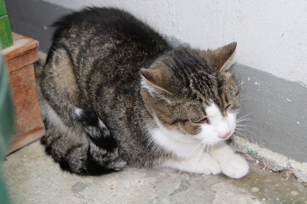 Katze "Püppi" 2 Pueppi 2