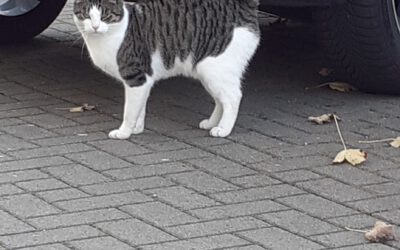 Kater von privat abzugeben!!!