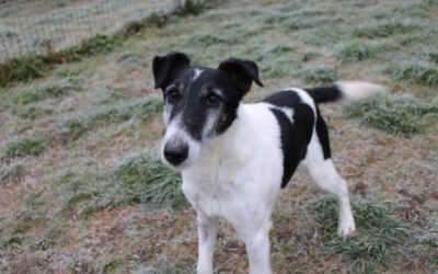 „Bobbi“ Foxterrier