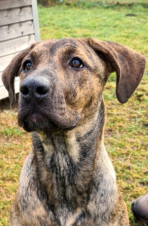 Frieda 1